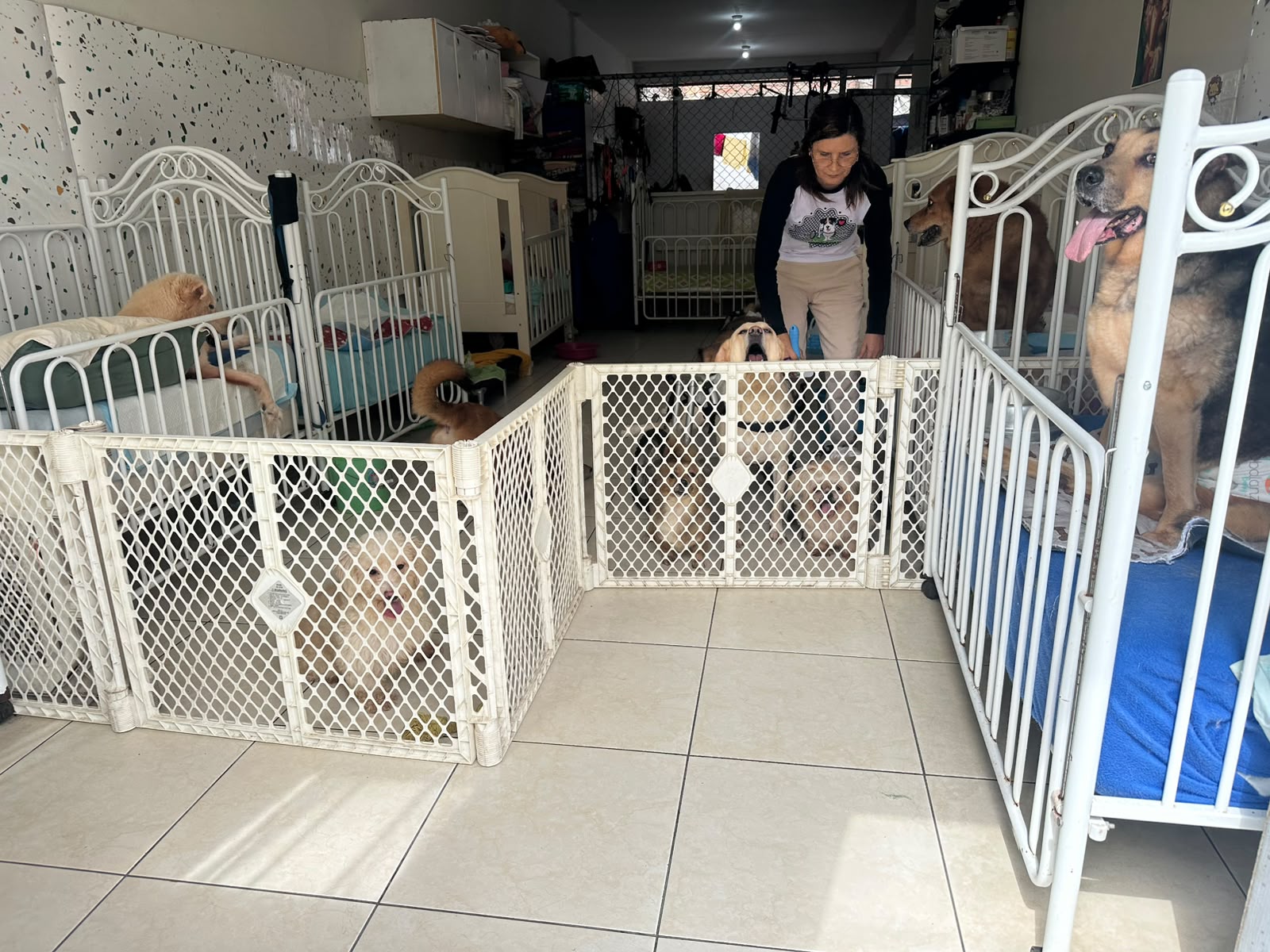 Entrega de alimento a mascotas